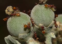 Crematogaster castanea durbanensis