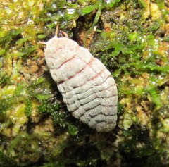 Coelostomidia zealandica