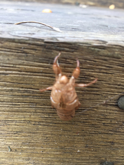 Amphipsalta cingulata