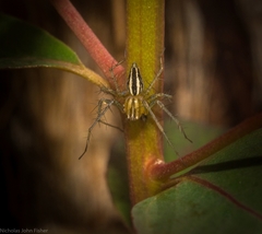 Oxyopes elegans
