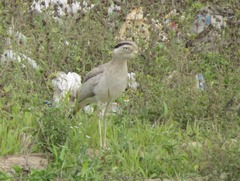 Burhinus superciliaris