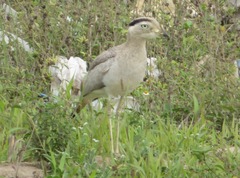 Burhinus superciliaris