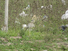 Burhinus superciliaris