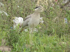 Burhinus superciliaris