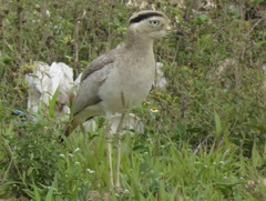 Burhinus superciliaris