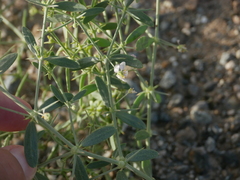 Zygophyllum indicum