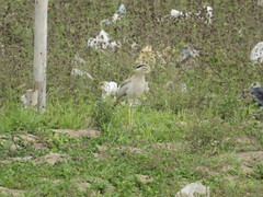Burhinus superciliaris