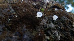 Cyphellostereum pusiolum