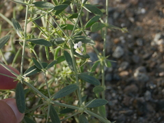 Zygophyllum indicum