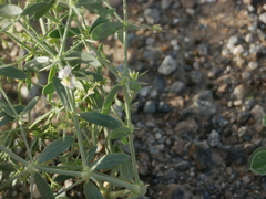 Zygophyllum indicum