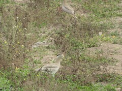 Burhinus superciliaris