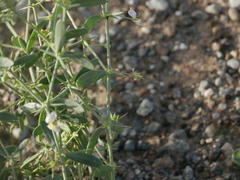 Zygophyllum indicum