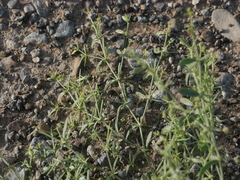 Zygophyllum indicum