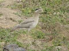 Burhinus superciliaris