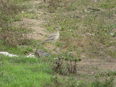 Burhinus superciliaris