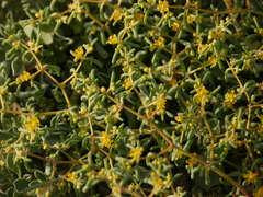 Tetraena simplex