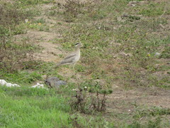 Burhinus superciliaris