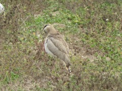Burhinus superciliaris