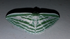 Dyspteris gigantea