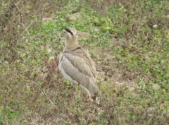 Burhinus superciliaris