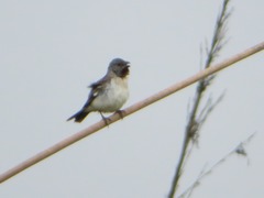 Sporophila telasco