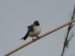 Sporophila telasco