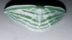 Dyspteris gigantea