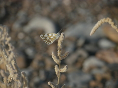 Pontia glauconome