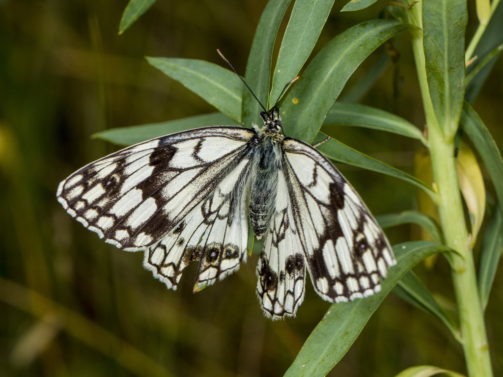 Melanargia parce