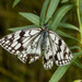 Melanargia parce - Photo 由 Анатолий Озерной /Anatoly Ozernoy 所上傳的 (c) Анатолий Озерной /Anatoly Ozernoy，保留部份權利CC BY-SA