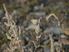 Pontia glauconome
