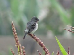 Sporophila telasco