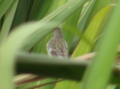 Sporophila telasco