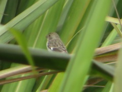 Sporophila telasco
