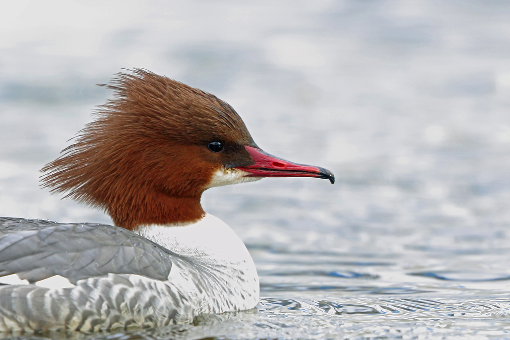 Common Merganser