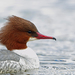 Typical Mergansers - Photo (c) Nigel Voaden, some rights reserved (CC BY)