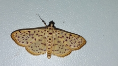 Polygrammodes eleuata