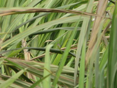 Sporophila telasco