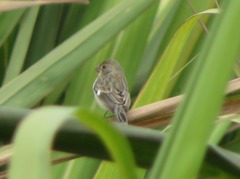 Sporophila telasco