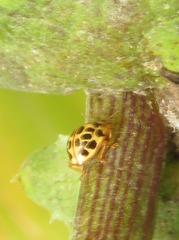 Psyllobora confluens