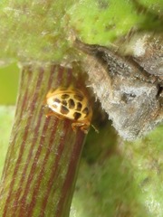 Psyllobora confluens