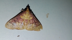 Polygrammodes ponderalis