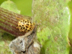 Psyllobora confluens