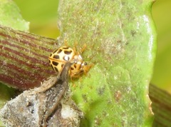 Psyllobora confluens