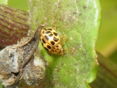 Psyllobora confluens