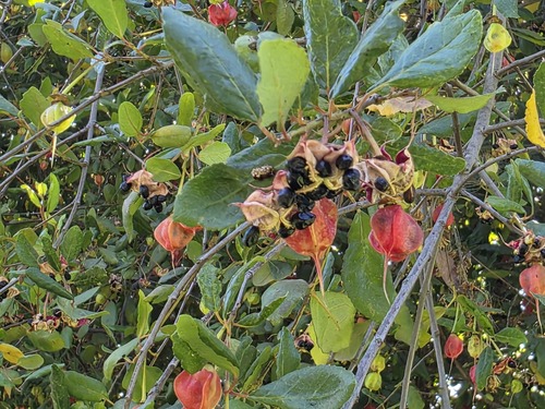 Crinodendron patagua, photograph 3