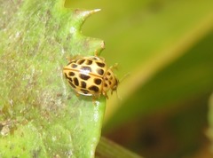 Psyllobora confluens