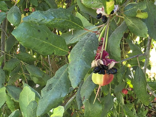 Patagua (Crinodendron patagua)