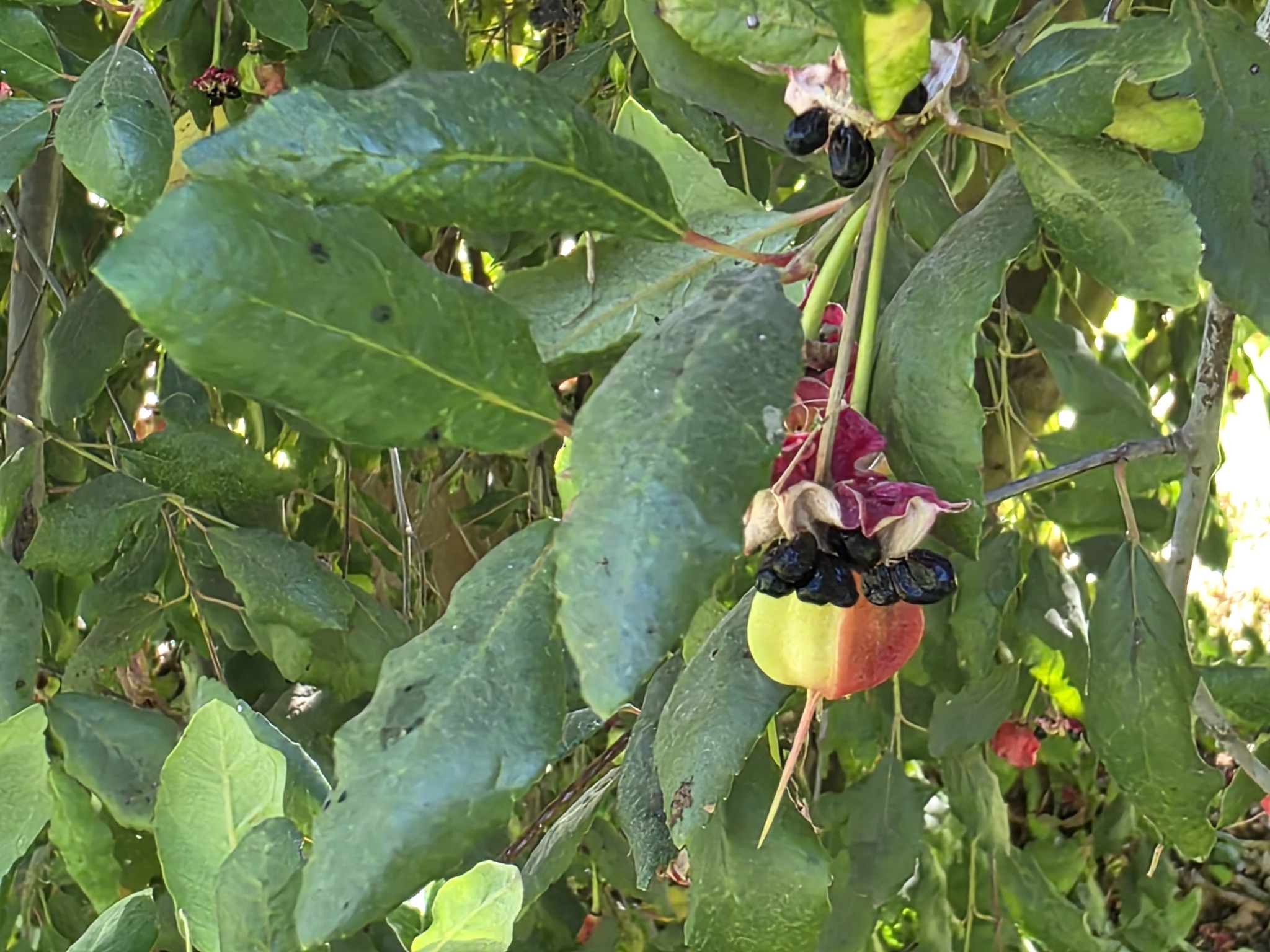 Patagua (Crinodendron patagua)