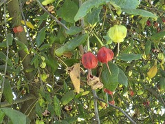 (c) Cesar Ormazabal, some rights reserved (CC BY) Crinodendron patagua, photograph (c) Cesar Ormazabal, some rights reserved (CC BY)
